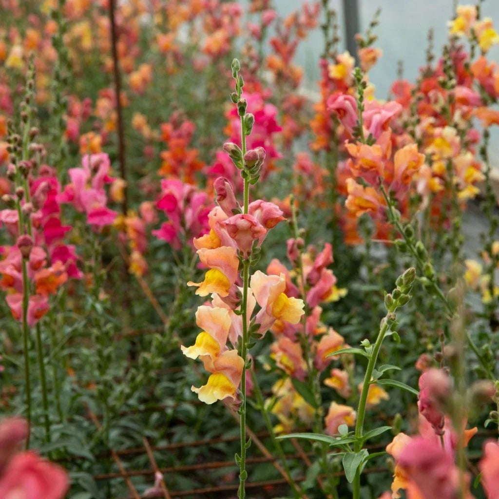 organic snapdragon Orange Wonder Les Jardins de l'Écoumène - La Boite à Grains