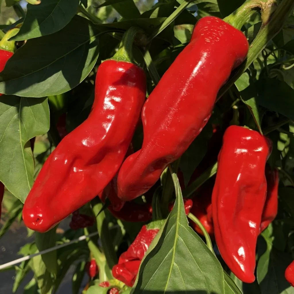 Organic Choricero pepper Les Jardins de l'Écoumène - La Boite à Grains