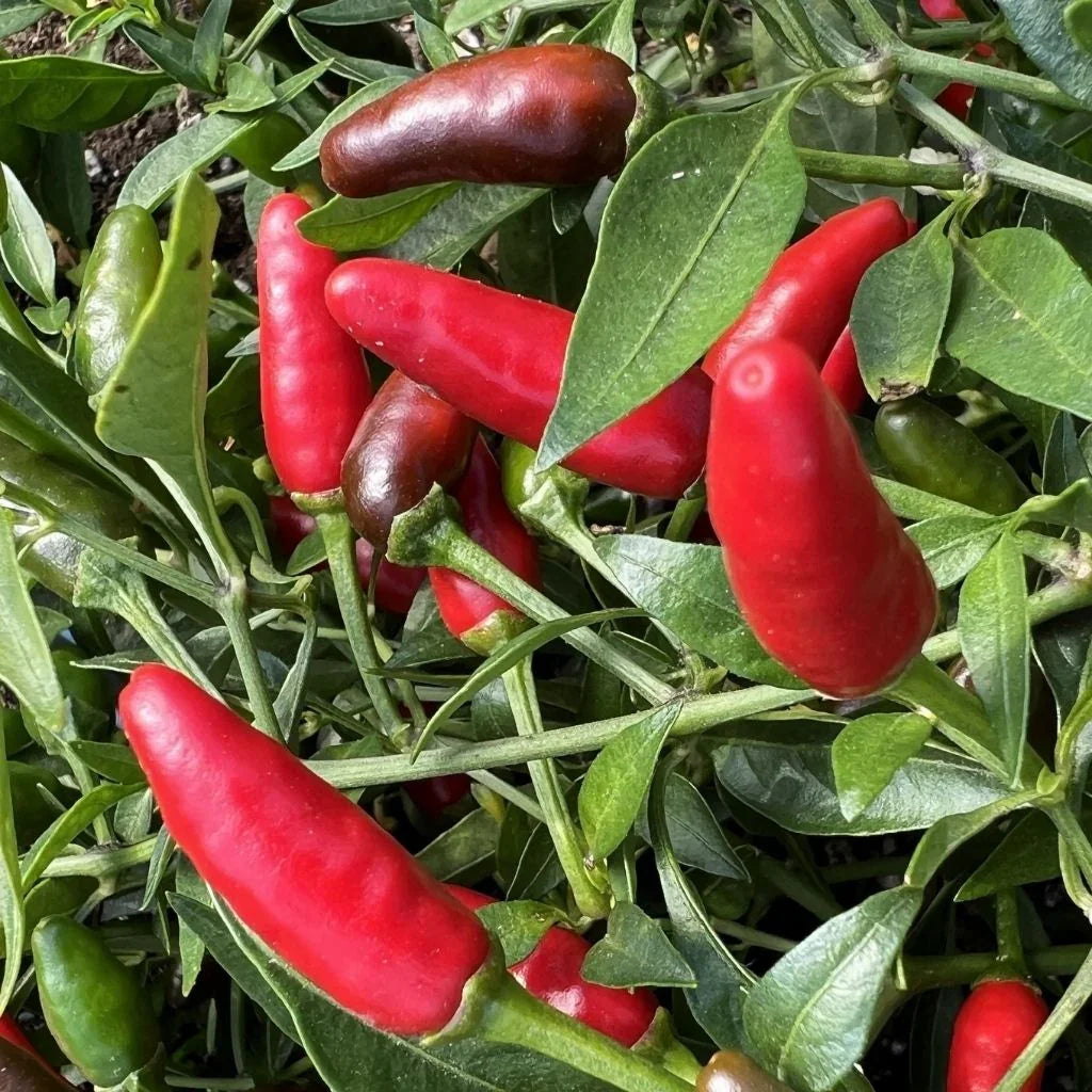 Piri-Piri pepper Les Jardins de l'Écoumène - La Boite à Grains