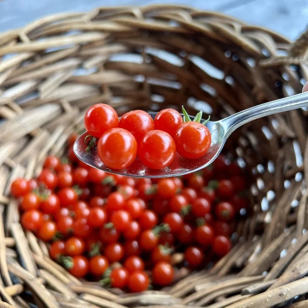 tomate cerise Spoon biologique Les Jardins de l'Écoumène - La Boite à Grains