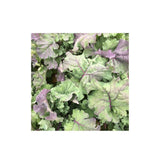 Kale Groninger Blue Organic (Seeds) Nordic Seeds - La Boite à Grains