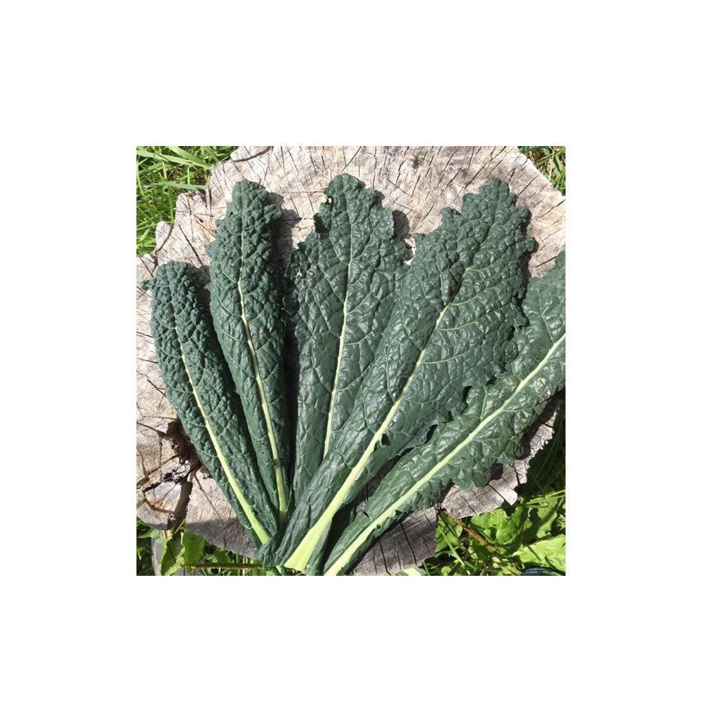 Organic Kale Lacinato (Seeds) Nordic Seeds - La Boite à Grains