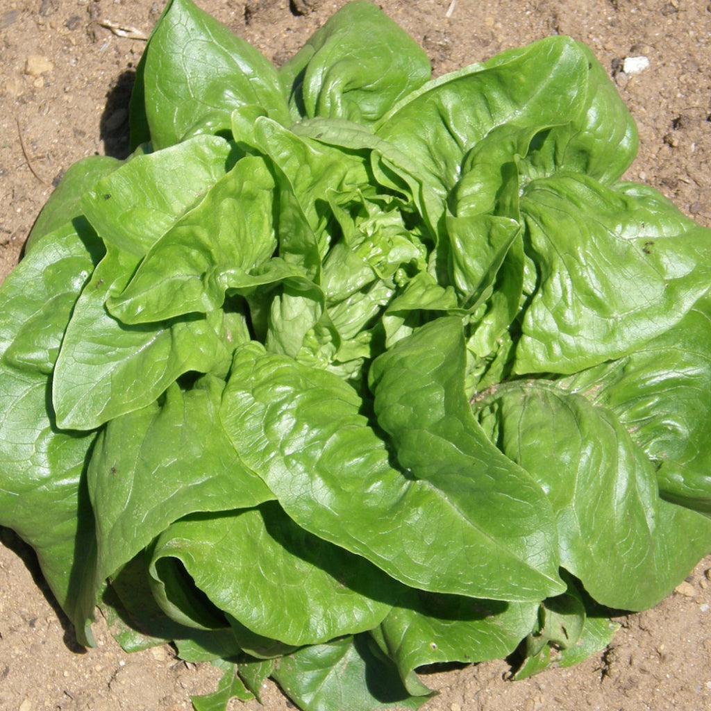 Organic Deer Tongue Lettuce Les Jardins de l'Écoumène - La Boite à Grains