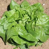 Organic Deer Tongue Lettuce Les Jardins de l'Écoumène - La Boite à Grains