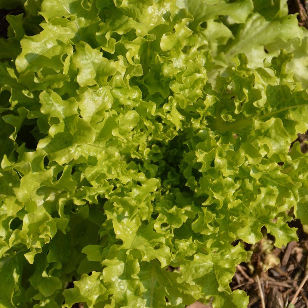 Organic Oak Leaf Lettuce Les Jardins de l’Écoumène - La Boite à Grains