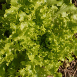 Organic Oak Leaf Lettuce Les Jardins de l’Écoumène - La Boite à Grains