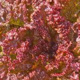 Organic Redina Leaf Lettuce Les Jardins de l'Écoumène - La Boite à Grains