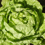 Buttercrunch Bibb Organic Lettuce Les Jardins de l'Écoumène - La Boite à Grains