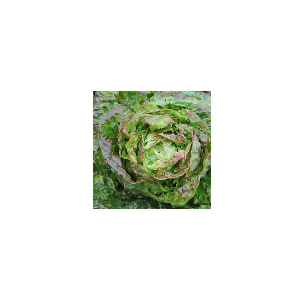 Organic Head Lettuce Mescher Les Jardins de l'Écoumène - La Boite à Grains