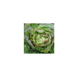 Organic Head Lettuce Mescher Les Jardins de l'Écoumène - La Boite à Grains