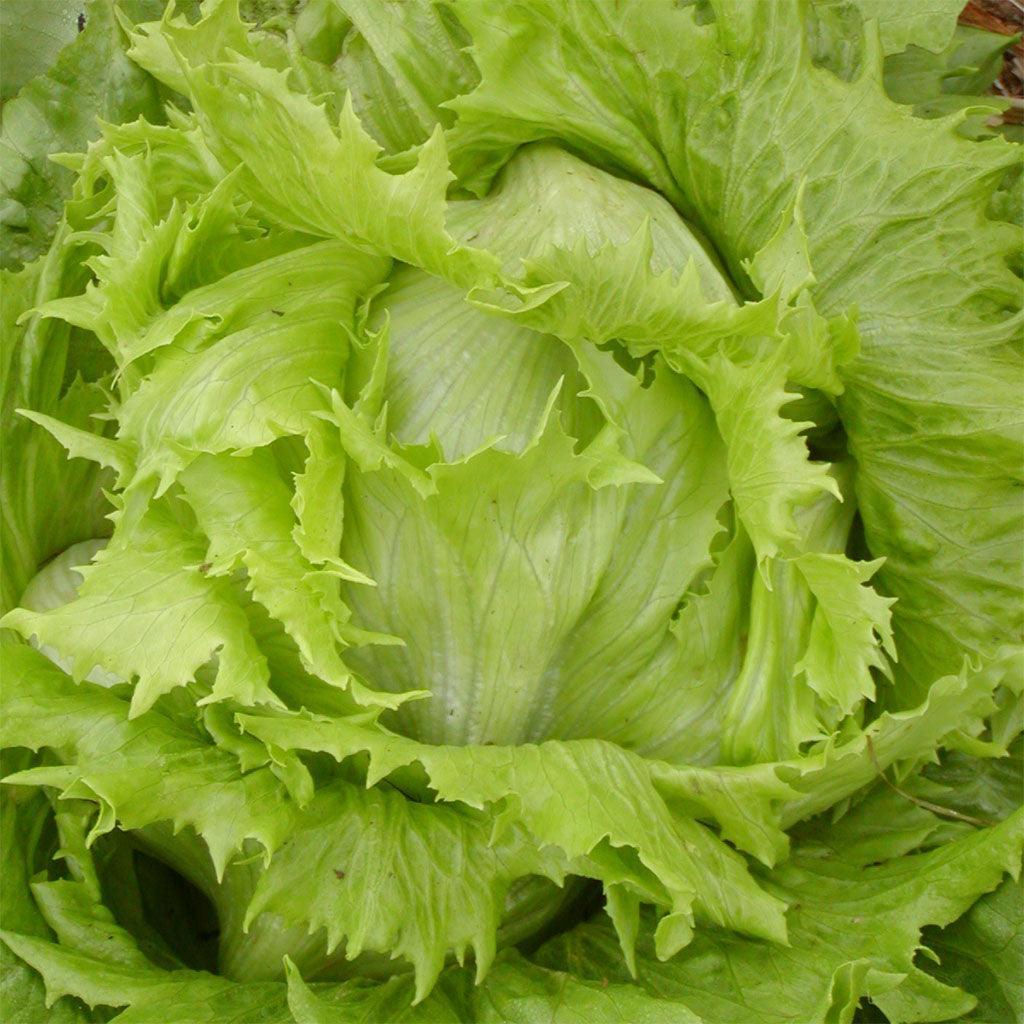 Organic Ice Queen Lettuce Les Jardins de l'Écoumène - La Boite à Grains