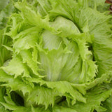Organic Ice Queen Lettuce Les Jardins de l'Écoumène - La Boite à Grains