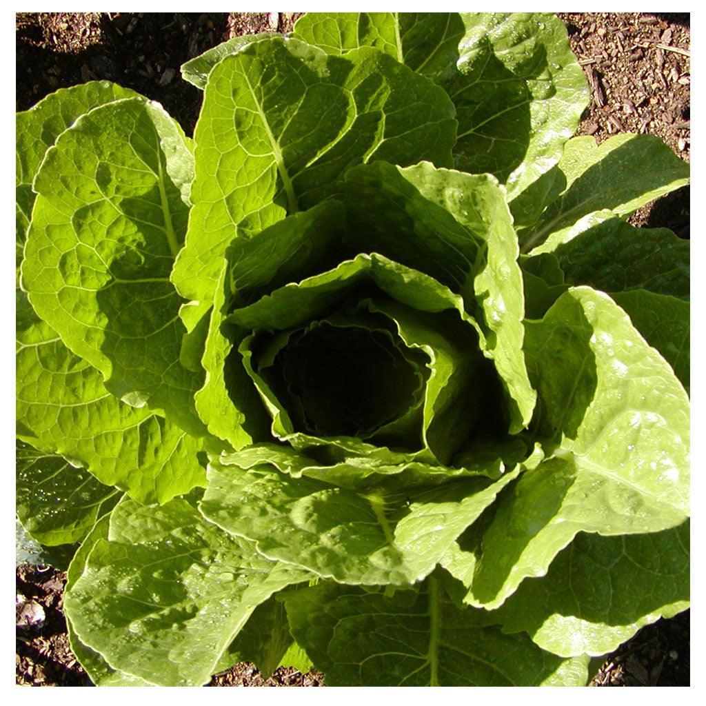 Romaine Lettuce Parris Island Organic Les Jardins de l'Écoumène - La Boite à Grains