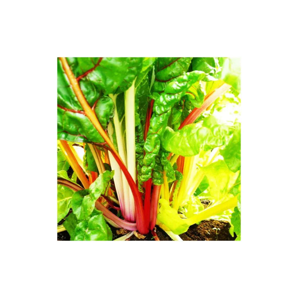 Swiss chard Rainbow Mix Les Jardins de l'Écoumène - La Boite à Grains