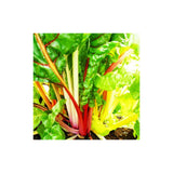 Swiss chard Rainbow Mix Les Jardins de l'Écoumène - La Boite à Grains