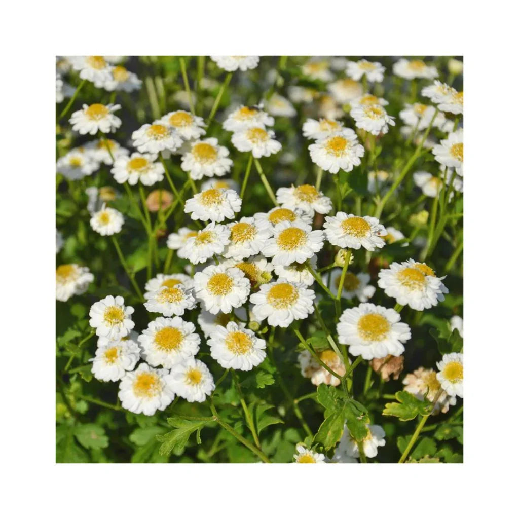 organic tall chamomile Les Jardins de l’Écoumène - La Boite à Grains