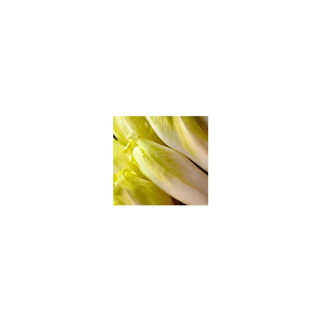 chicory endive from Brussels Les Jardins de l'Écoumène - La Boite à Grains