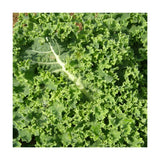 kale Dwarf Blue Scotch Les Jardins de l'Écoumène - La Boite à Grains
