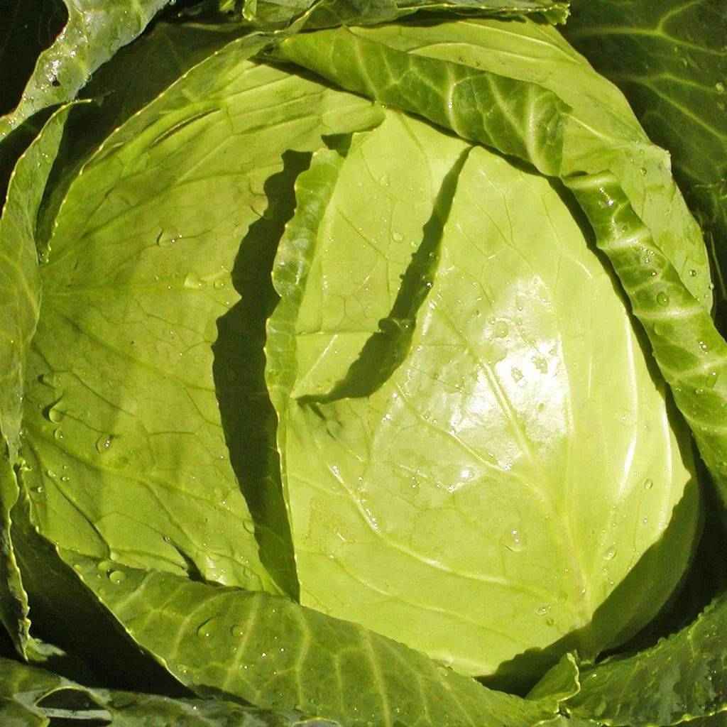 organic cabbage Copenhagen Les Jardins de l'Écoumène - La Boite à Grains