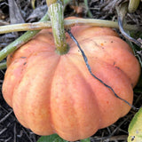 organic moranga pumpkin Les Jardins de l’Ecoumène - La Boite à Grains