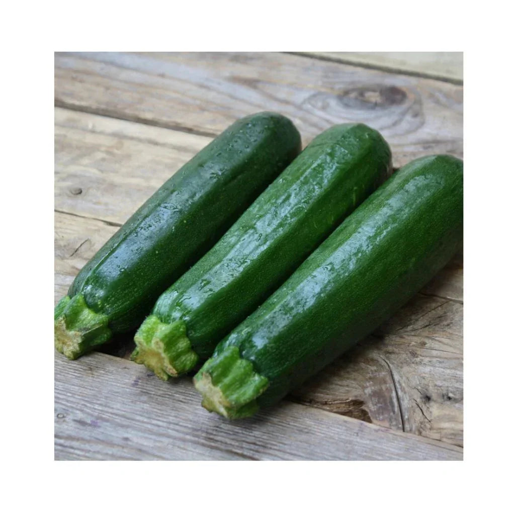 courgette Dak Green biologique Les Jardins de l'Écoumène- La Boite à Grains