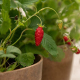 red alpine strawberry Les Jardins de l'Écoumène - La Boite à Grains