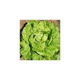 organic head lettuce Grosse Blonde Paresseuse Les Jardins de l'Écoumène - La Boite à Grains