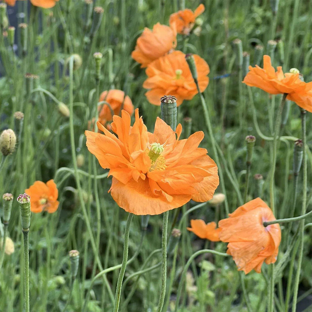 pavot de Turquie biologique Les Jardins de l'Écoumène - La Boite à Grains