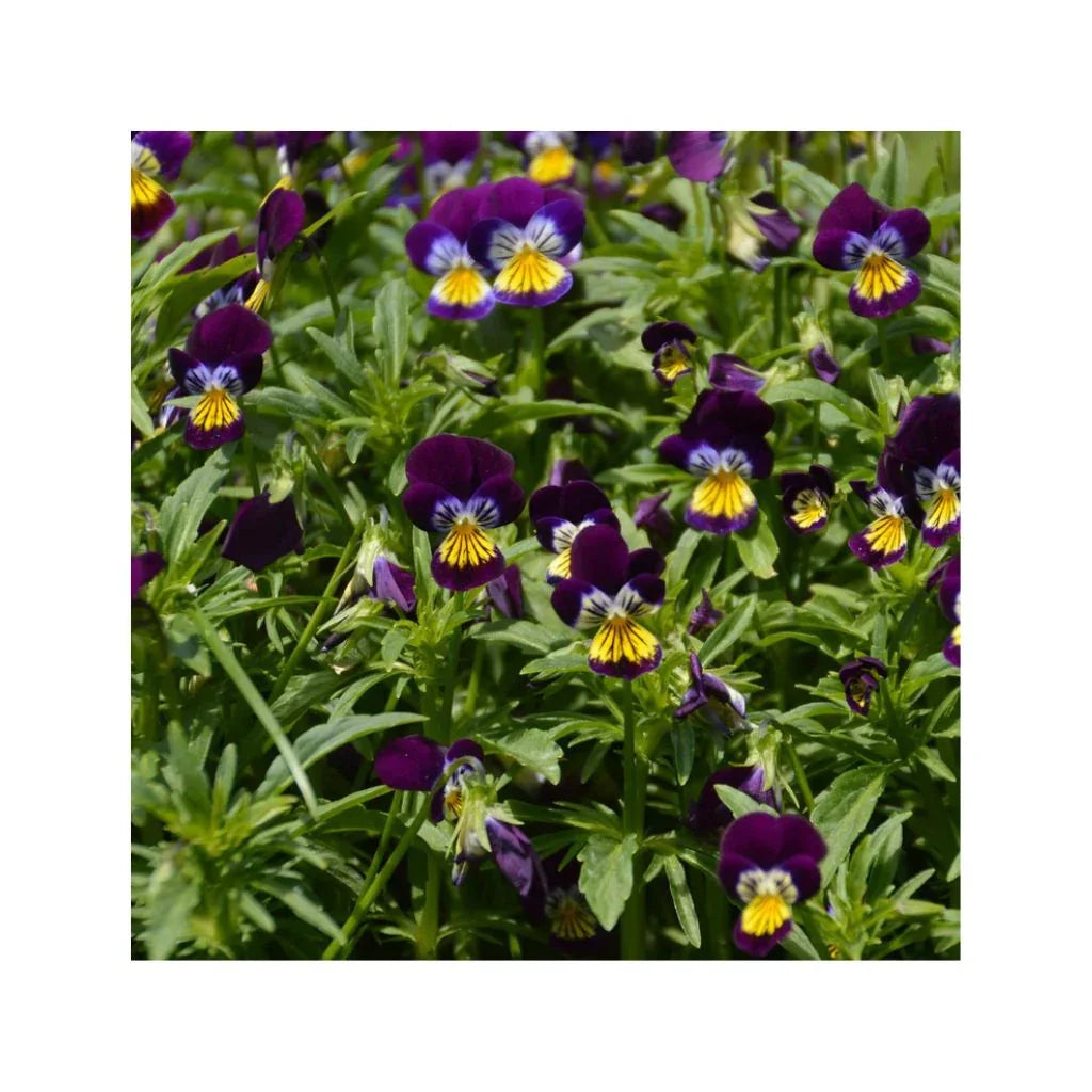 organic wild pansy Les Jardins de l'Écoumène - La Boite à Grains