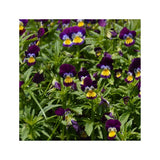 organic wild pansy Les Jardins de l'Écoumène - La Boite à Grains
