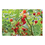 organic Iracema Biquinho pepper Les Jardins de l'Écoumène - La Boite à Grains