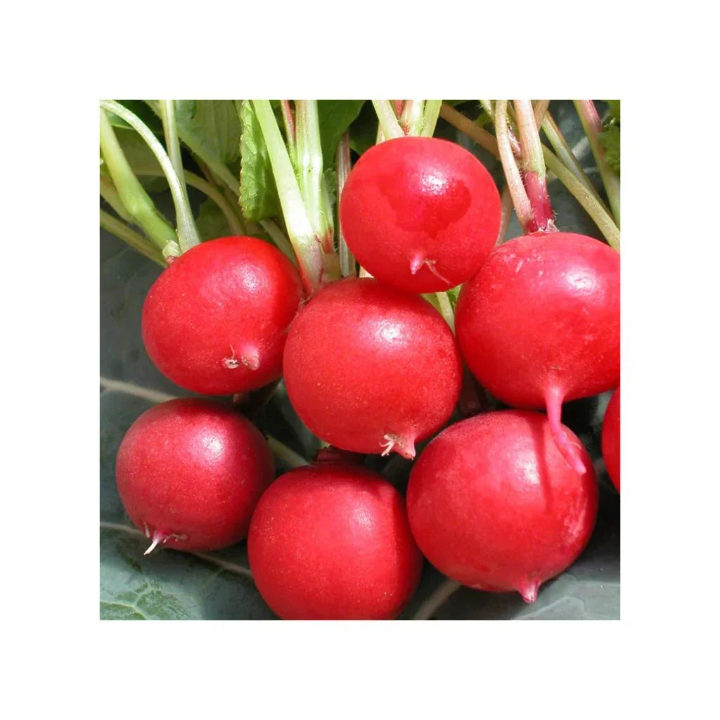 Radish Cherry Belle organic Les Jardins de l'Écoumène - La Boite à Grains