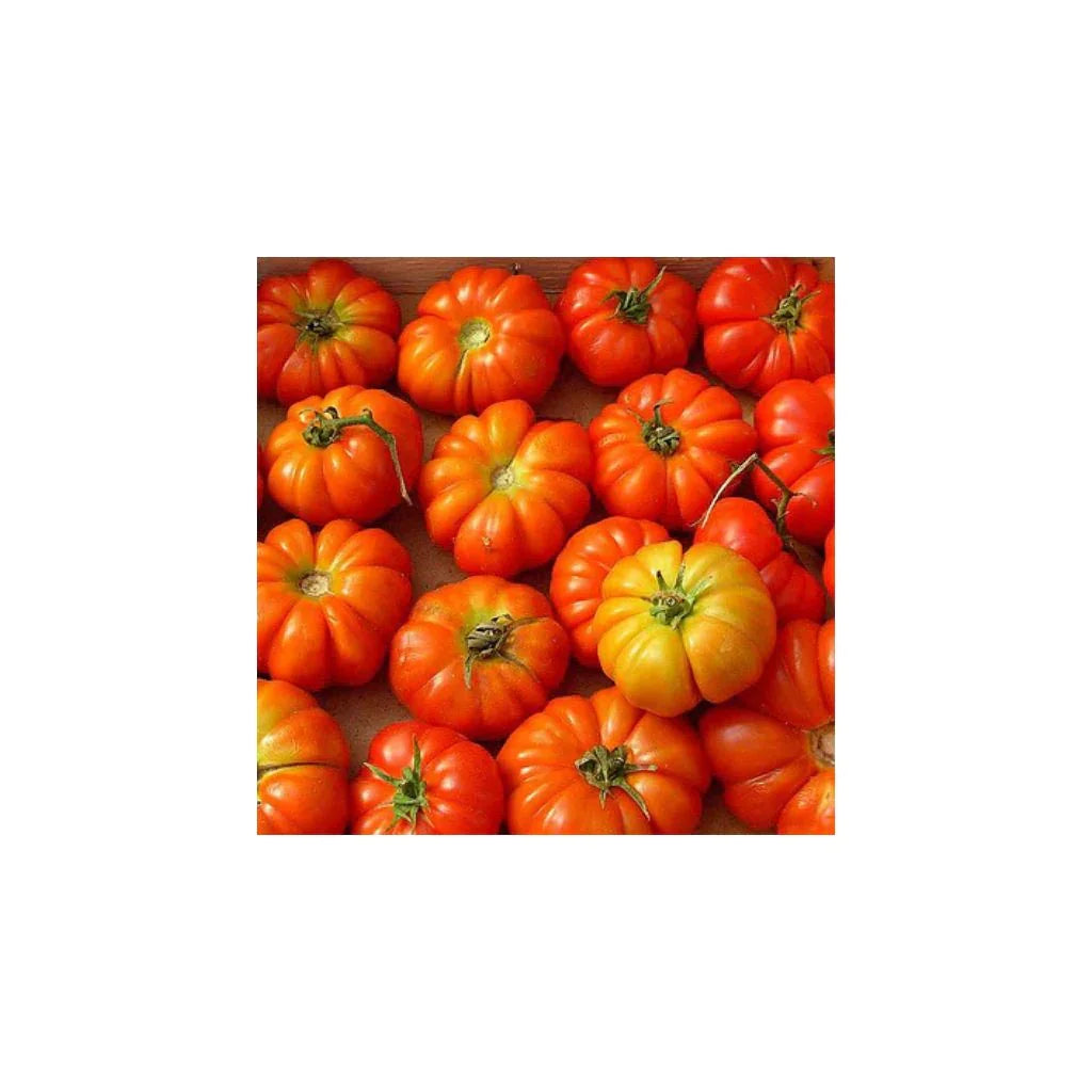organic Rosso Sicilian tomato Les Jardins de l’Écoumène - La Boite à Grains