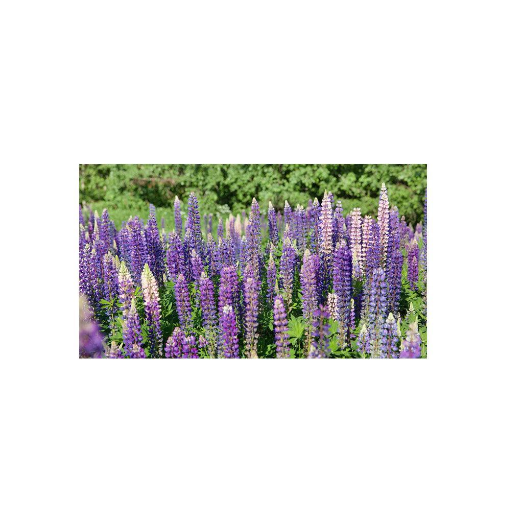 Organic Lupins (Seeds) Nordic Seeds - La Boite à Grains