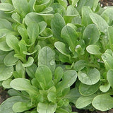 Organic Green Mash Les Jardins de l’Écoumène - La Boite à Grains