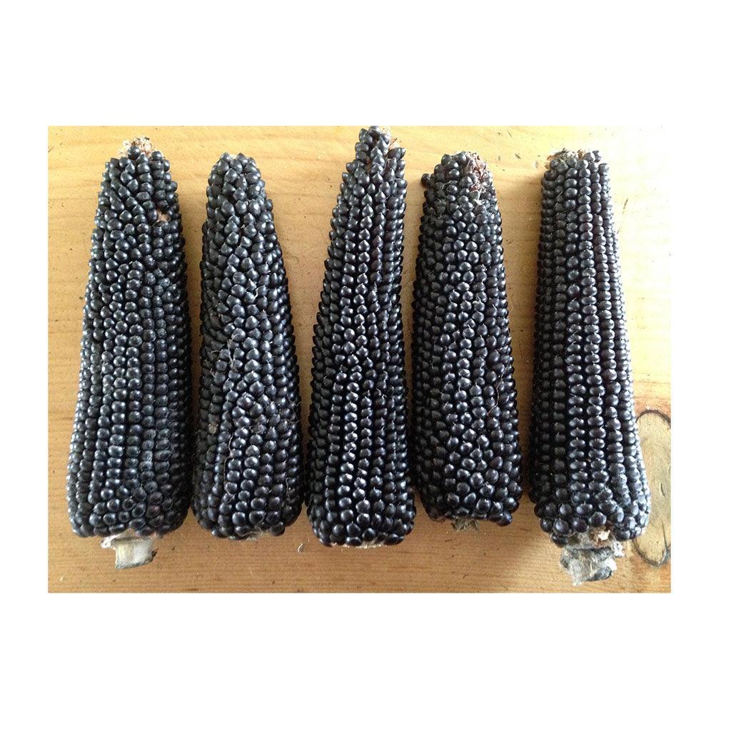 Organic Dakota Black Corn (Seeds) Nordic Seeds - La Boite à Grains