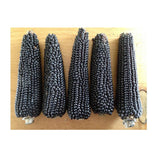 Organic Dakota Black Corn (Seeds) Nordic Seeds - La Boite à Grains
