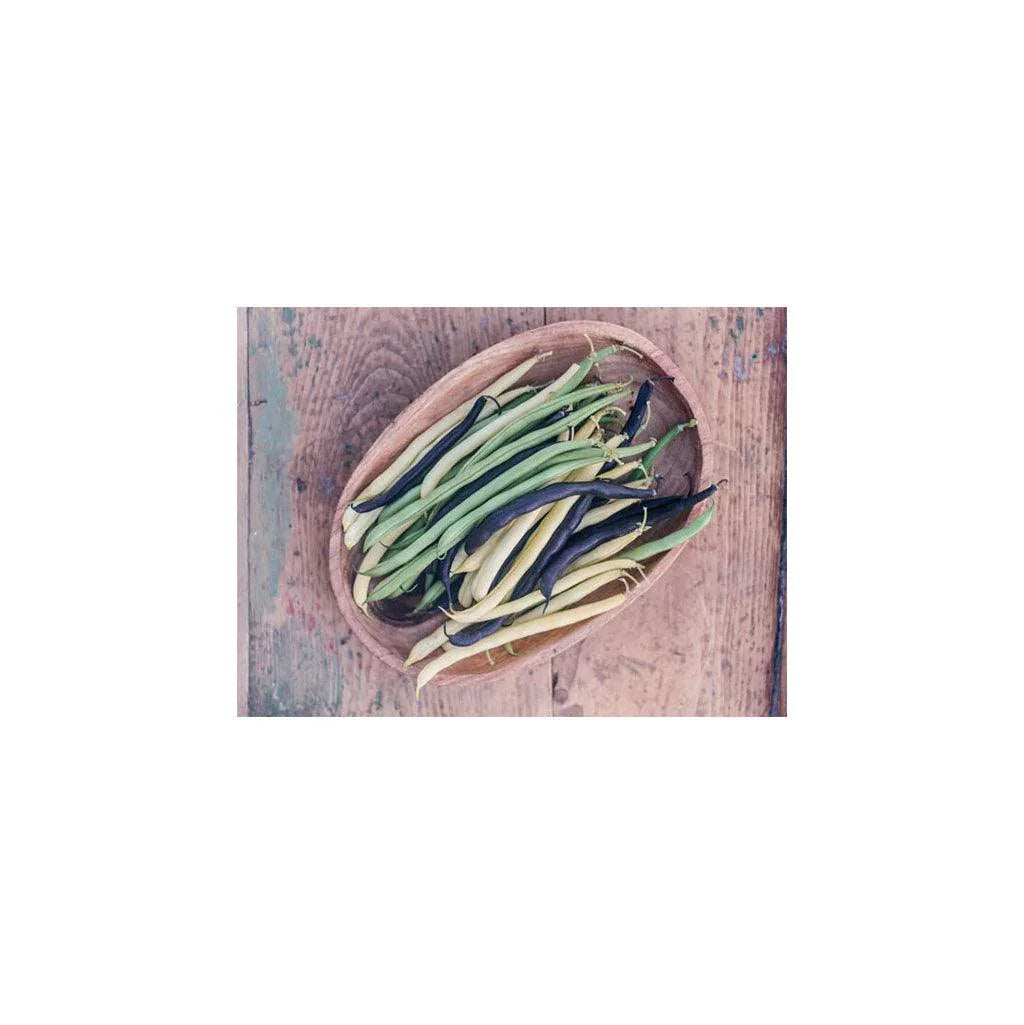 Organic Dwarf Bean Mix (Seeds) Nordic Seeds - La Boite à Grains