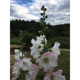 Mélange de Roses Trémières Hollyhock Mix Biologique (Semences) Semences Nordiques - La Boite à Grains