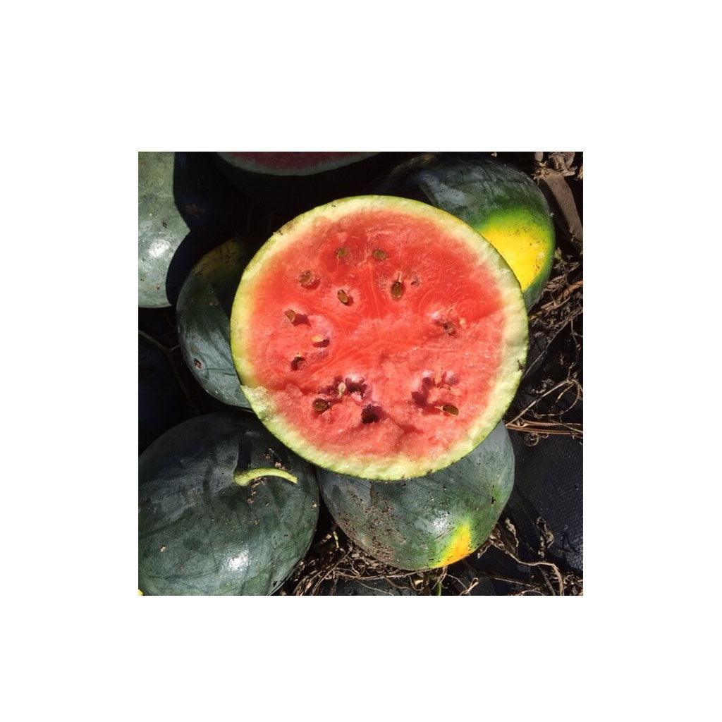 Organic Blacktail Mountain Watermelon (Seeds) Nordic Seeds - La Boite à Grains