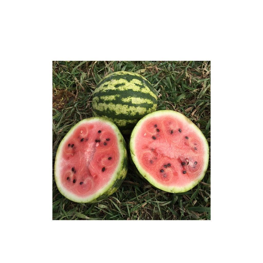 Sweet Dakota Rose Watermelon Organic (Seeds) Nordic Seeds - La Boite à Grains