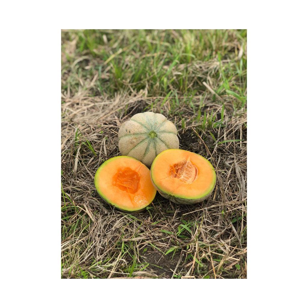 Organic Oka Melon (Seeds) Nordic Seeds - La Boite à Grains