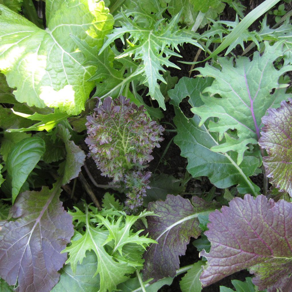 Organic Luxury Cruciferous Mesclun Les Jardins de l'Écoumène - La Boite à Grains