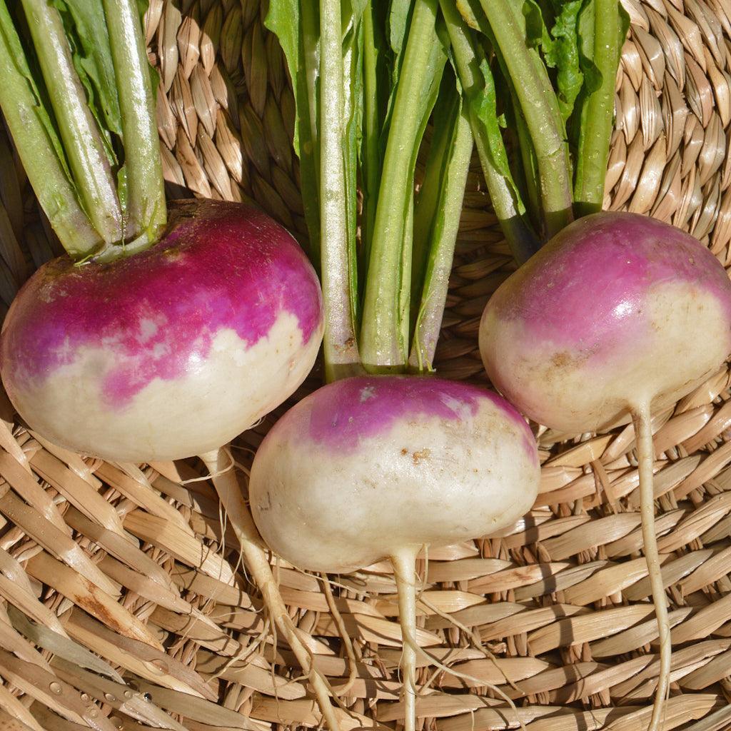 Organic Purple Collet White Turnip Les Jardins de l'Écoumène - La Boite à Grains