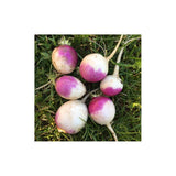 Turnip Purple Top White Globe Organic (Seeds) Nordic Seeds - La Boite à Grains