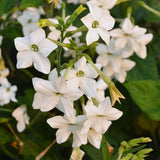 Organic Nicotine Jasmine Les Jardins de l'Écoumène - La Boite à Grains
