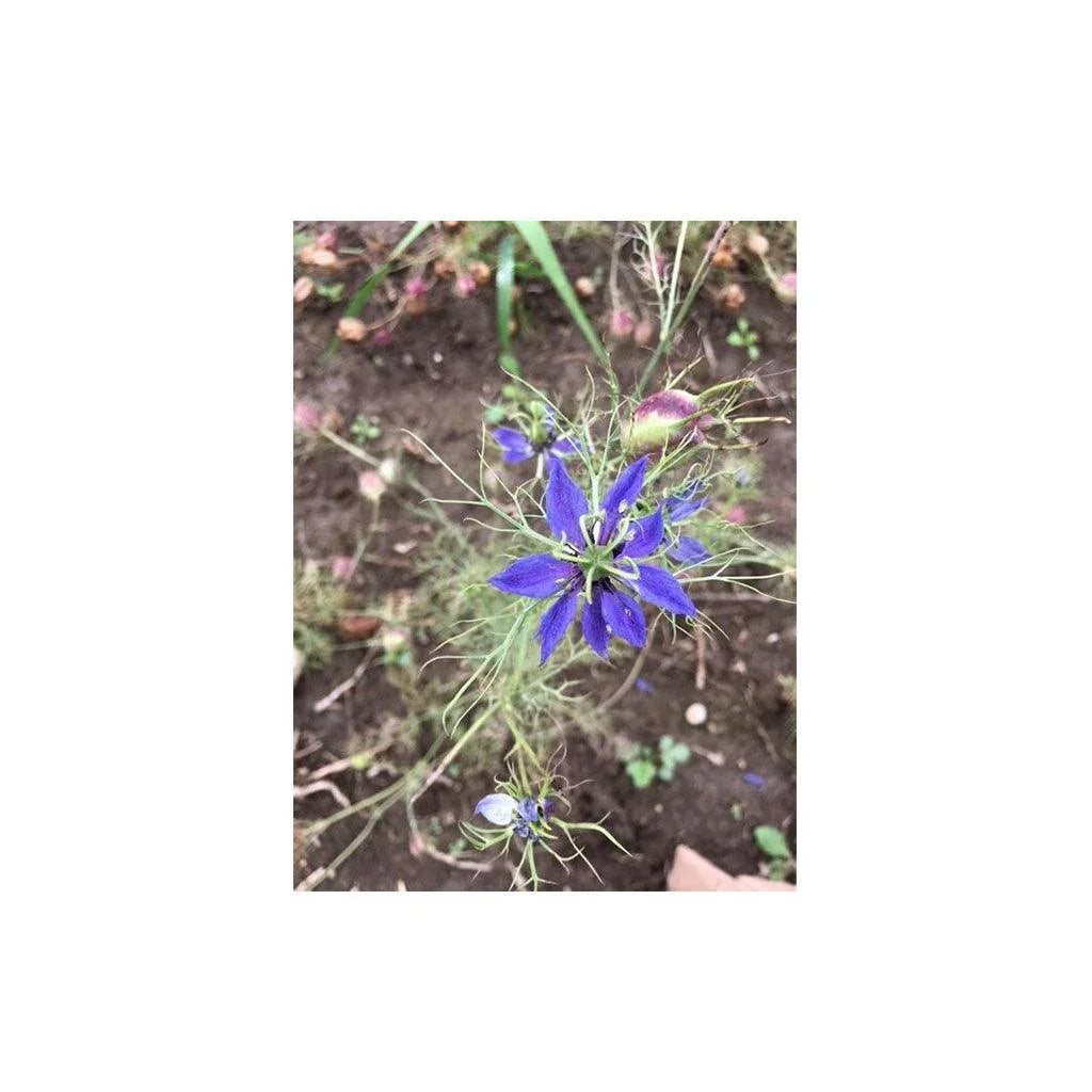 Nigelle Love in a Mist Organic (Seeds) Nordic Seeds - La Boite à Grains