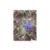 Nigelle Love in a Mist Organic (Seeds) Nordic Seeds - La Boite à Grains