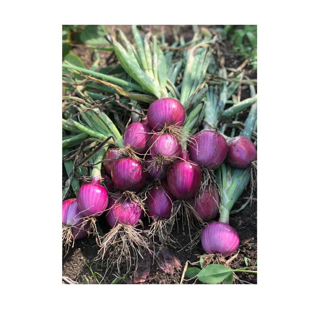 Organic Rossa di Milano Onion (Seeds) Nordic Seeds - La Boite à Grains