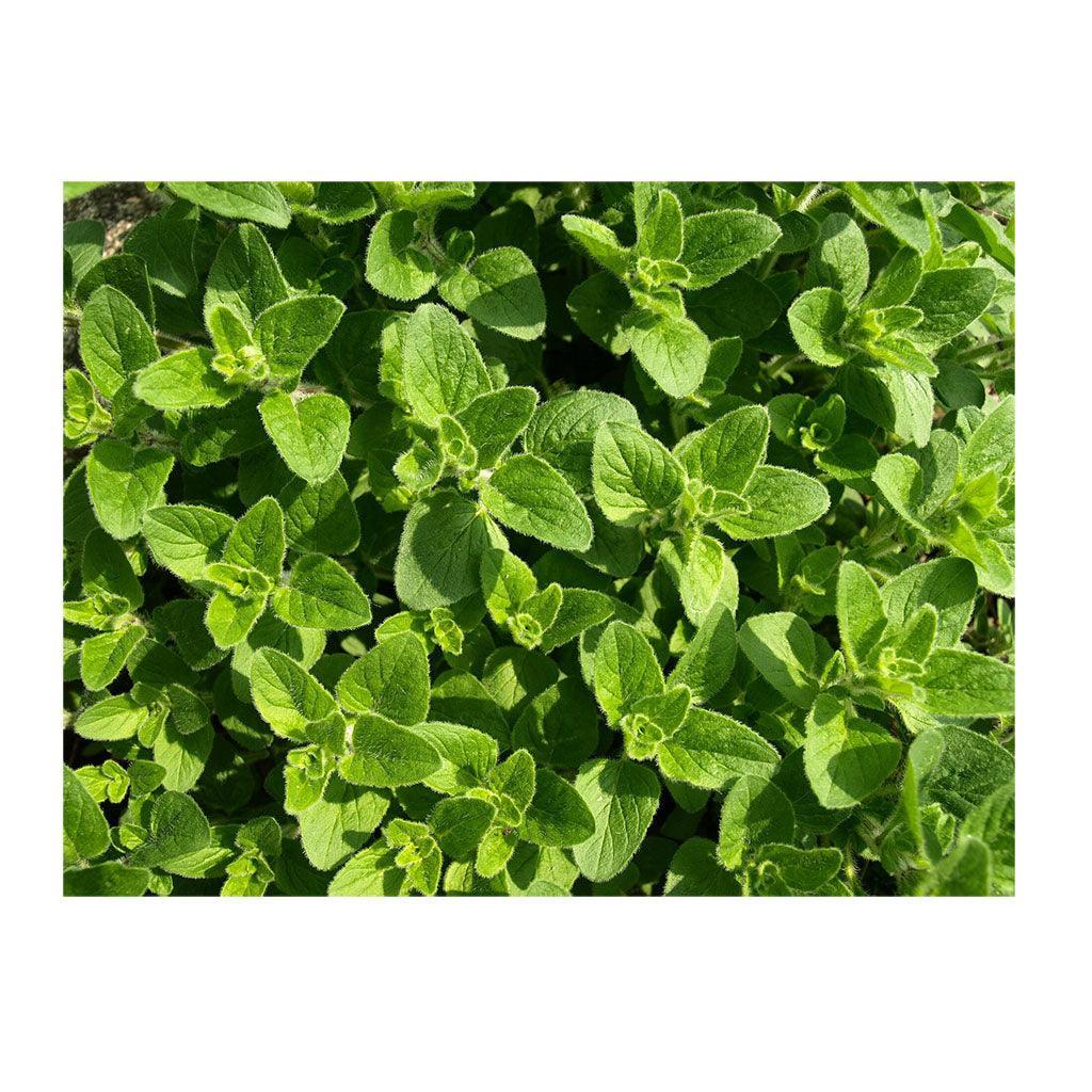 Organic Greek Oregano (Seeds) Nordic Seeds - La Boite à Grains
